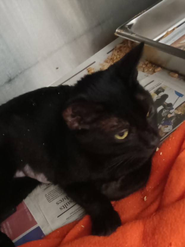 Adoptable Cat