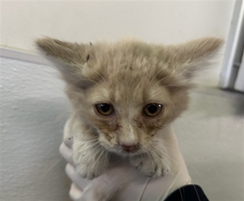 Adoptable Cat