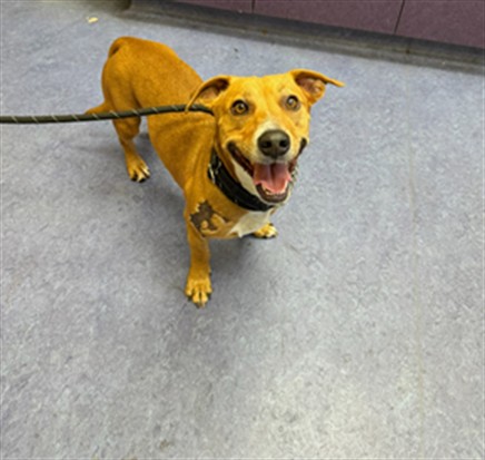 Adoptable Dog