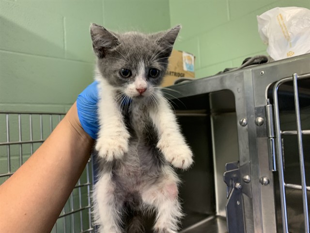 Adoptable Cat