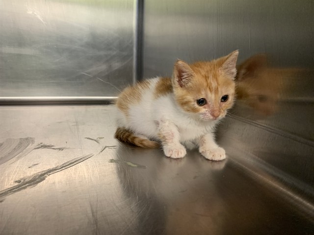 Adoptable Cat