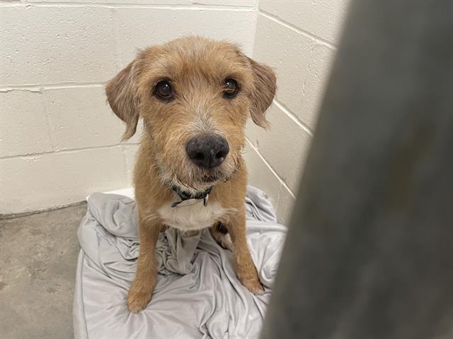 Adoptable Dog