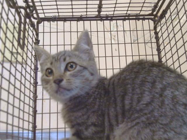 Adoptable Cat