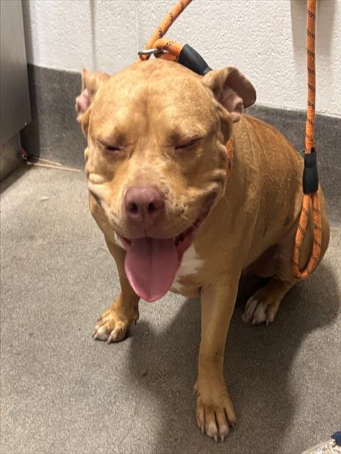 Kiko