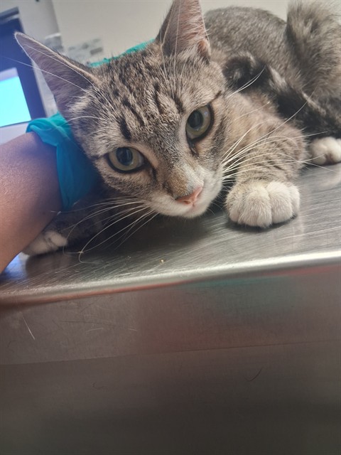 Adoptable Cat