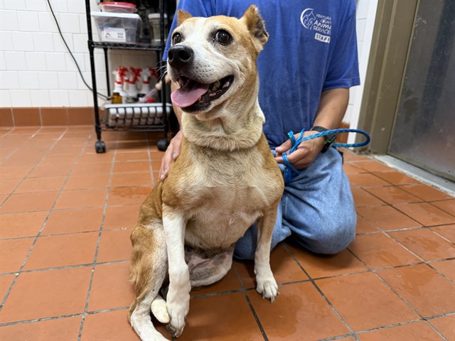 Adoptable Dog