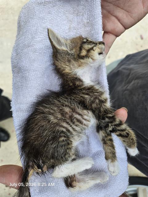 Adoptable Cat