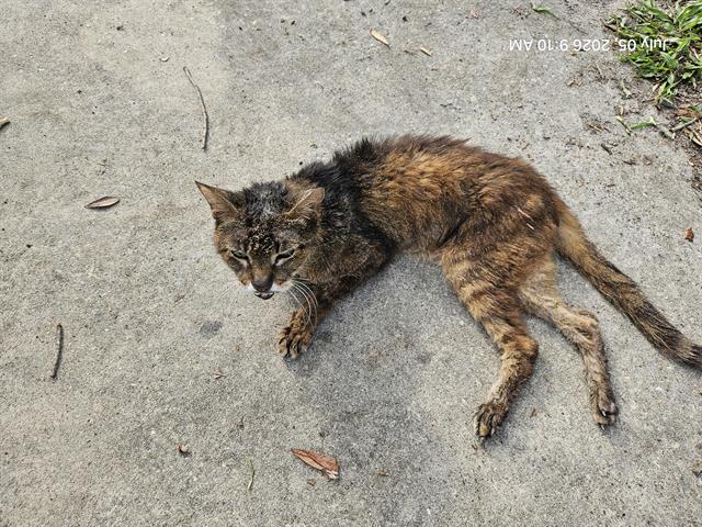 Adoptable Cat