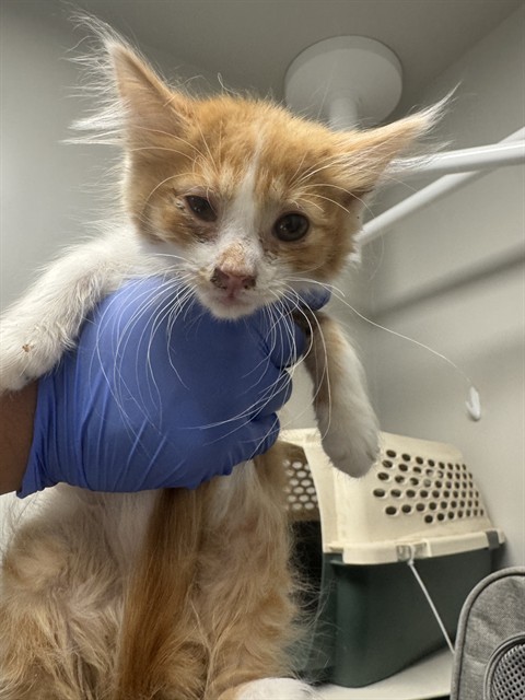 Adoptable Cat