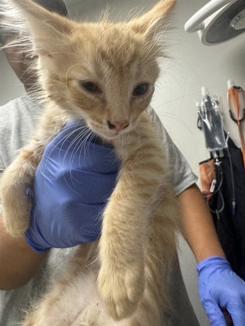 Adoptable Cat