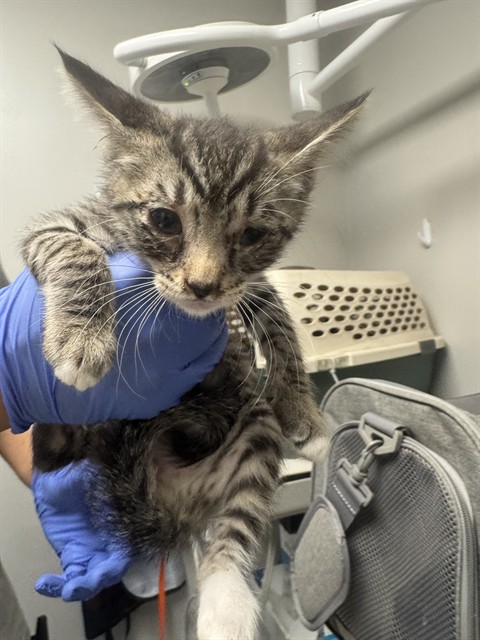 Adoptable Cat