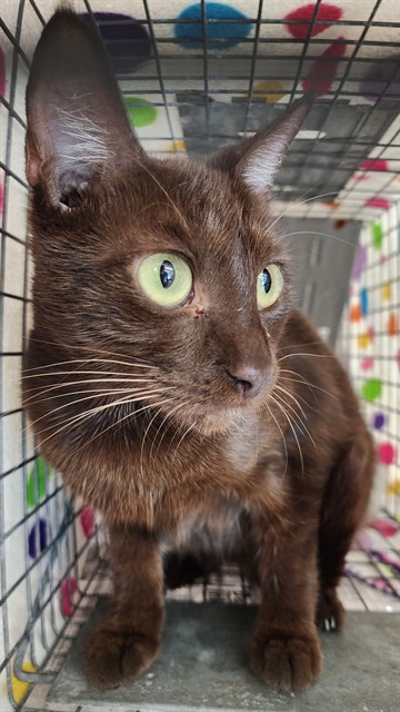 Adoptable Cat