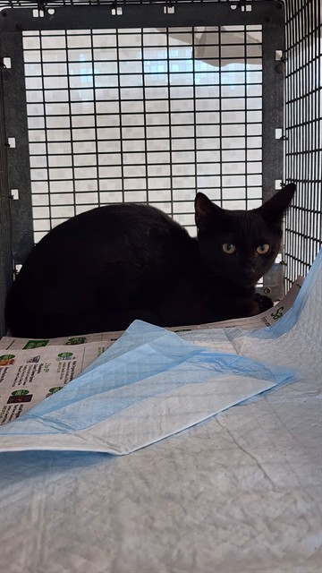 Adoptable Cat