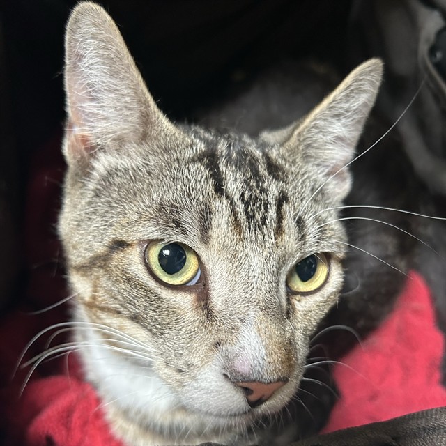 Adoptable Cat