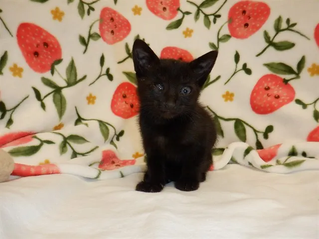 Remington