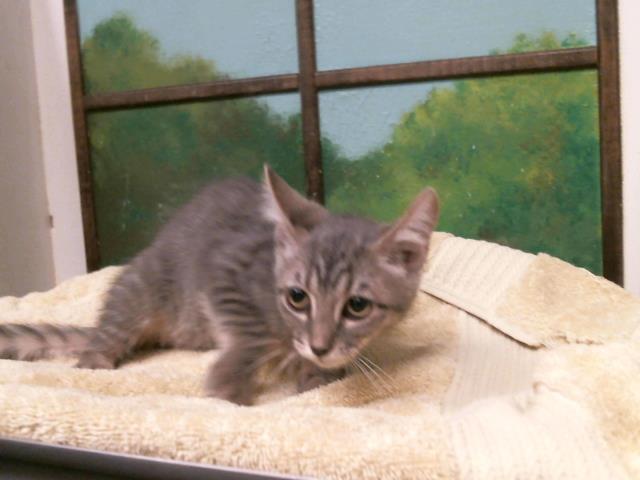 Adoptable Cat