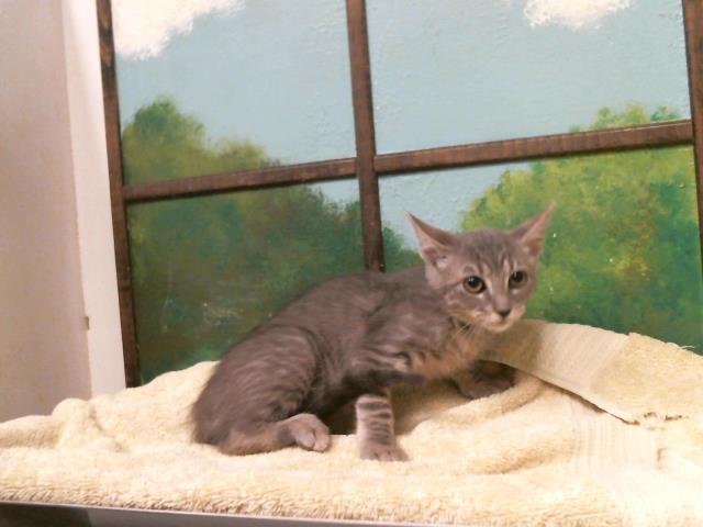 Adoptable Cat