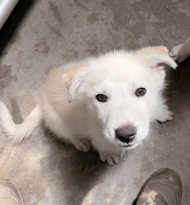 Adoptable Dog