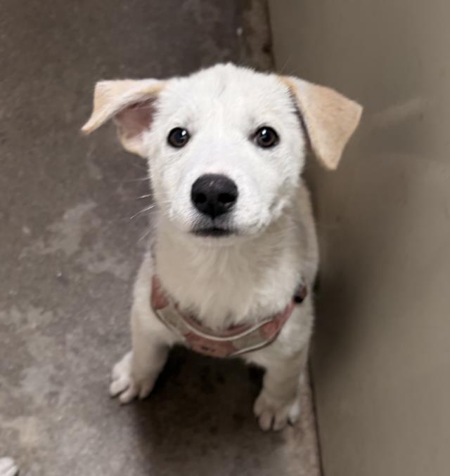 Adoptable Dog
