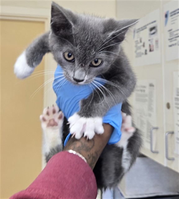 Adoptable Cat