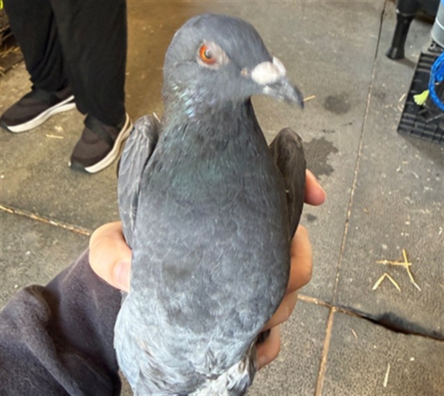 Adoptable Bird