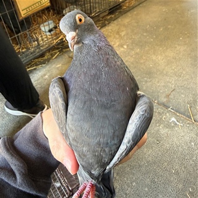Adoptable Bird