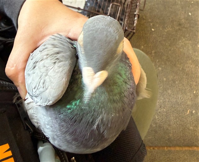 Adoptable Bird