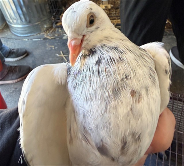 Adoptable Bird