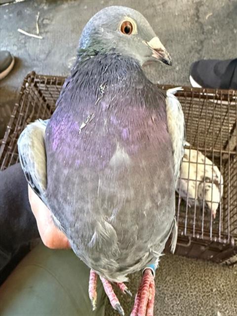 Adoptable Bird