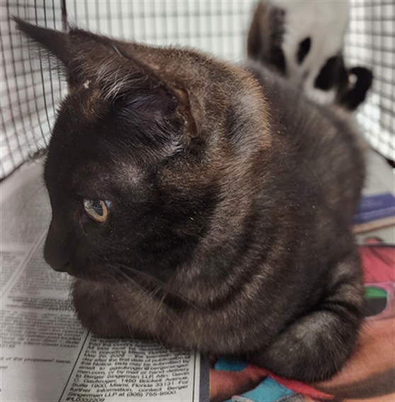 Adoptable Cat