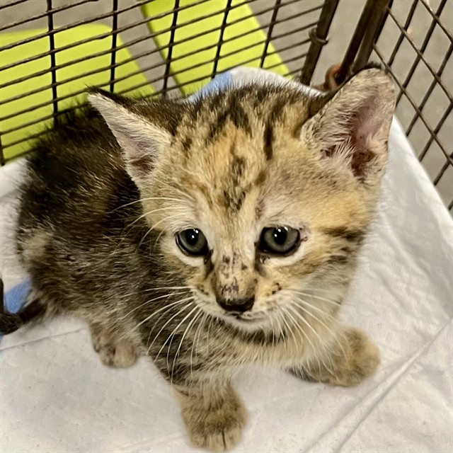 Kitten 7