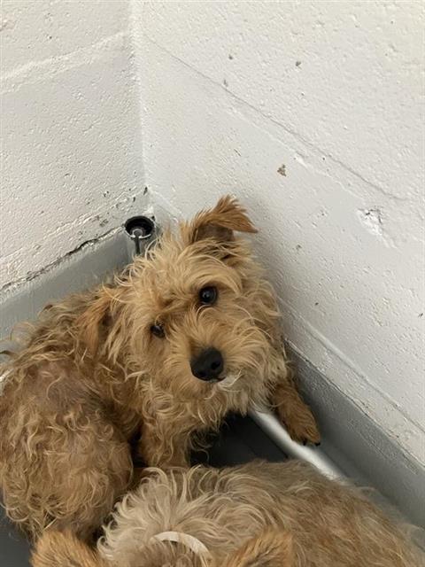 Adoptable Dog