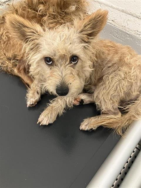 Adoptable Dog