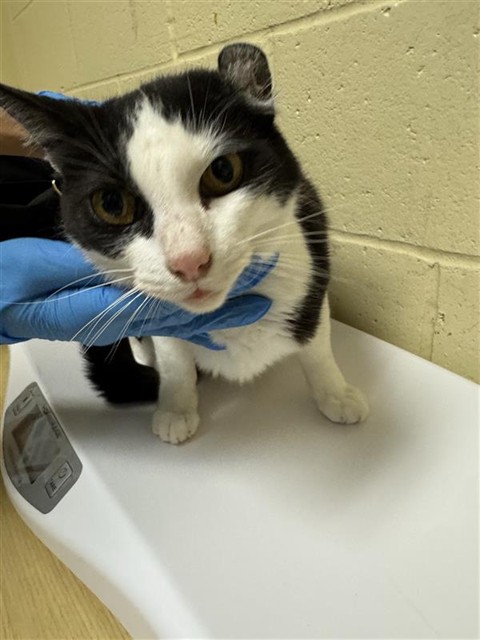 Adoptable Cat