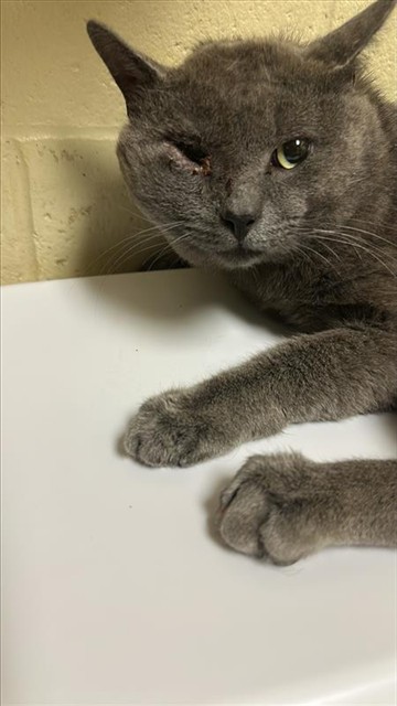 Coal