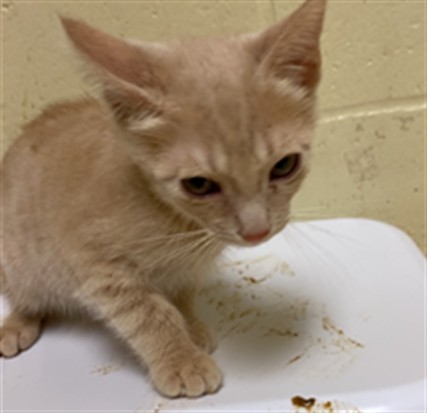 Adoptable Cat