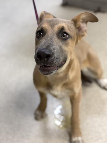 Adoptable Dog