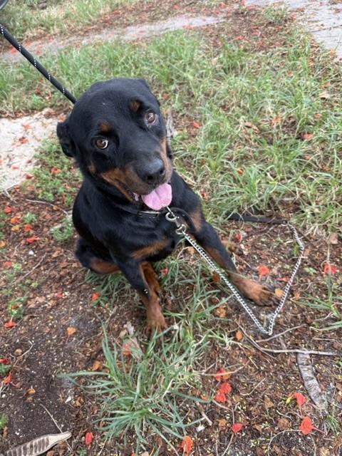 Roxy