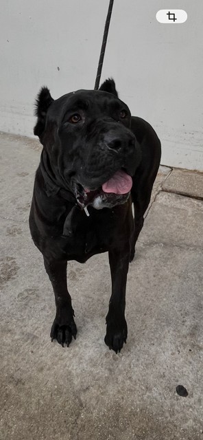 Xena