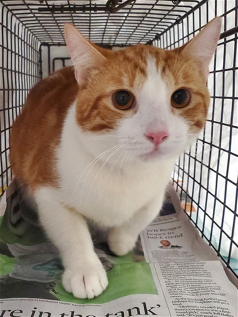Adoptable Cat