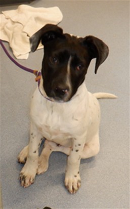 Adoptable Dog