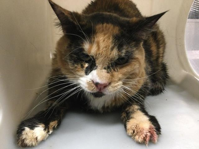 Adoptable Cat