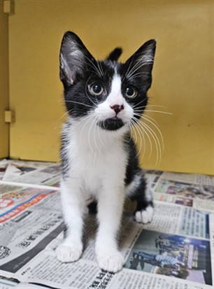 Figaro