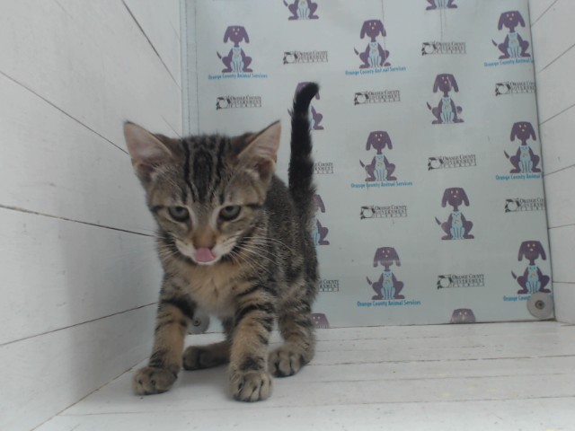 Cleo