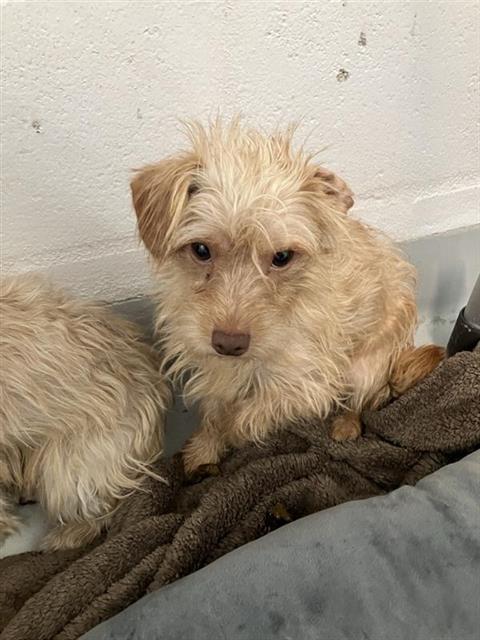 Adoptable Dog