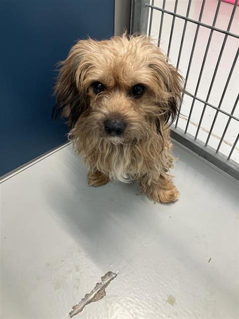 Adoptable Dog