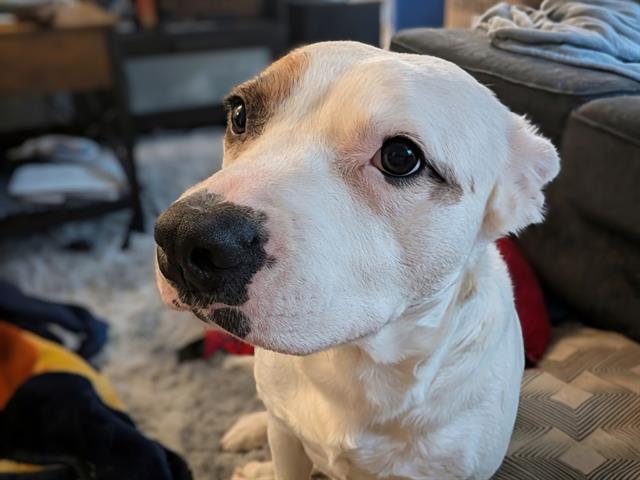 Sadie