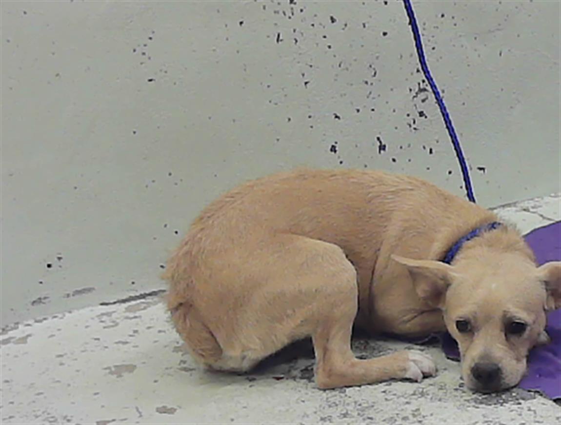 Adoptable Dog