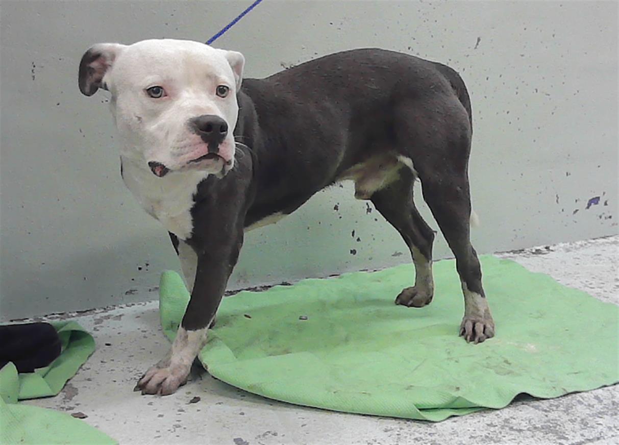 Adoptable Dog