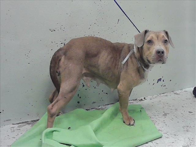 Adoptable Dog